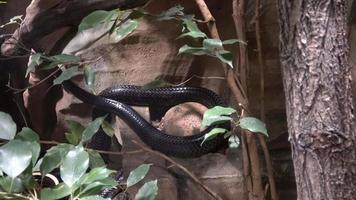 svart mamba dendroaspis polylepis är ytterst giftig orm video