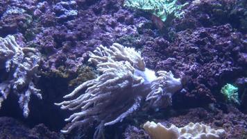 mare anemoni nel il acquario video