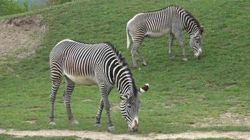 Zebra herd was eating grass Equus grevyi video