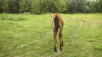 le poulain marche sur l'herbe par une chaude après-midi d'été video