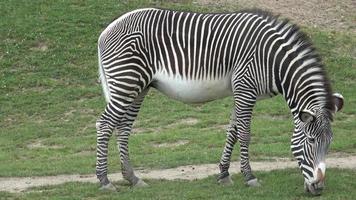 rebanho de zebra estava comendo grama equus grevyi video