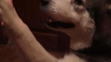 groot pluizig speels hond malamute Bij huis video