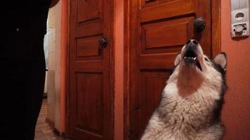 big fluffy playful dog malamute at home video