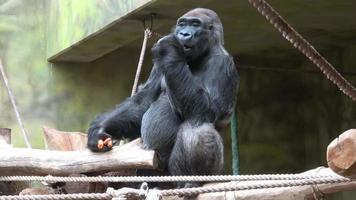gorille mangeant des légumes. gorille en train de déjeuner gorille gorille portrait d'un gorille mâle dominant. video