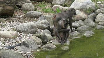 The monkeys look for food Mandrillus leucophaeus video