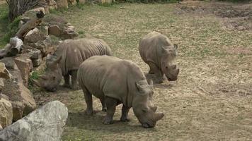A herd of rhinoceros eating green grass Ceratotherium simum simum video