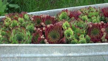 huslökar, latin namn sempervivum, Crassulaceae familj, färgrik cultivar av populär trädgård växt video