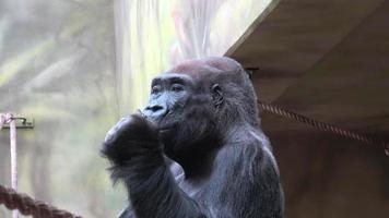 Gorilla isst Gemüse. Porträt eines dominanten männlichen Gorillas. video