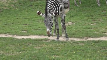 Zebra herd was eating grass Equus grevyi video