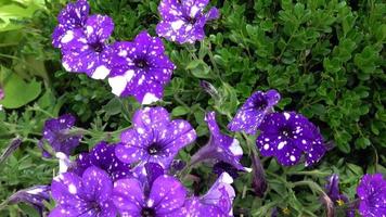 flores violetas de petunia petunioideae. petunias en el jardín. video