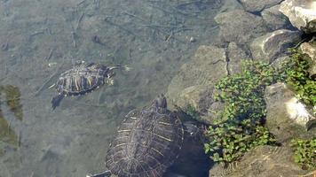 les tortues nagent dans l'eau claire du lac video