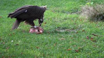 buitre aegypius monachus alimentándose en el suelo. video