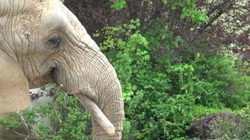 Afrikaanse struik olifant loxodonta africana video