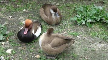 pájaro salvaje en un hábitat natural. patos en el verano. bandada de patos video