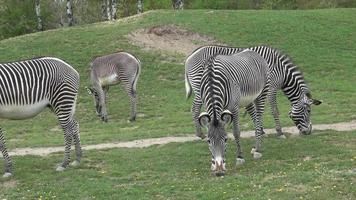 zebra kudde was aan het eten gras equus grevyi video
