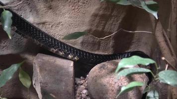 le mamba noir dendroaspis polylepis est un serpent extrêmement venimeux video