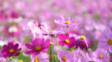 Beautiful cosmos flowers blooming in the garden. Cosmos flowers in nature. Cosmos flowers sway in the wind in the fields.