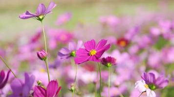 Beautiful cosmos flowers blooming in the garden. Cosmos flowers in nature. Cosmos flowers sway in the wind in the fields.