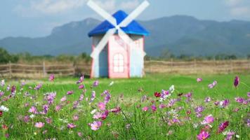 mooi kosmos bloemen bloeiend in de tuin tegen turbine houten huis achtergrond. windmolen huis in kosmos bloemen veld- video
