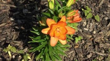 schöne orangefarbene Lilie, Lilium bulbiferum video