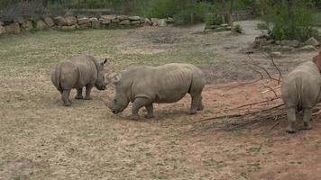 Eine Herde von Nashörnern, die grünes Gras Ceratotherium simum simum fressen video