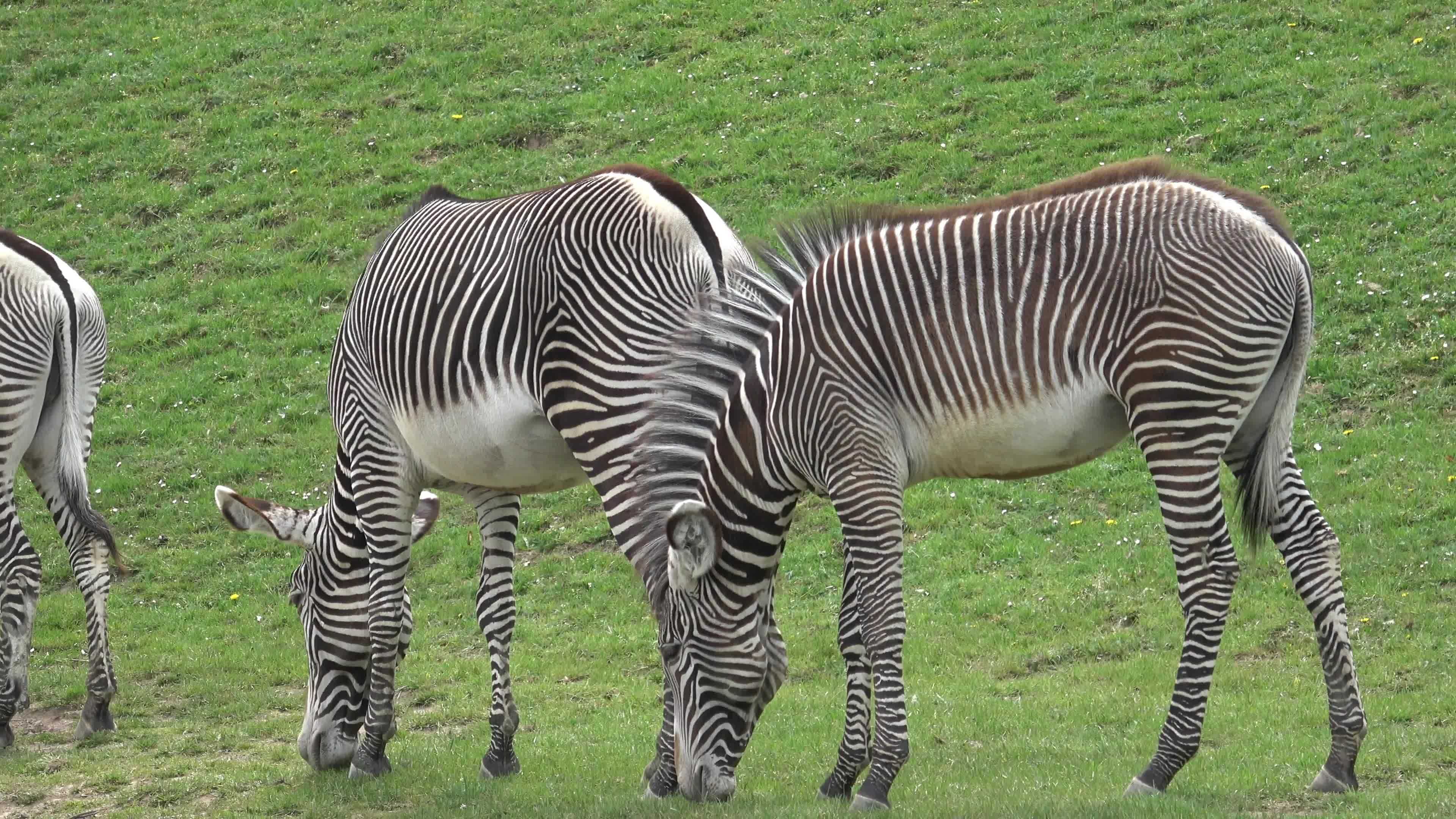 Zebra herd was eating grass Equus grevyi 17359665 Stock Video at Vecteezy