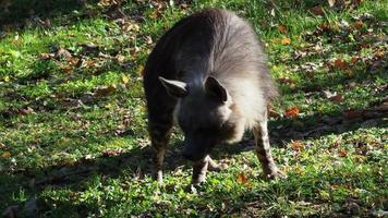 bruin hyena. parahyena bruin wandelen video