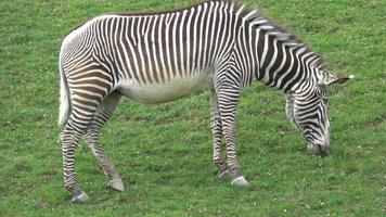 rebanho de zebra estava comendo grama equus grevyi video