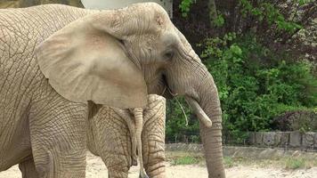 afrikansk buske elefant loxodonta africana video