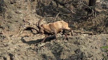 macho ocidental caucasiano tur capra caucasica, também conhecido como íbex caucasiano ocidental. animal selvagem. video