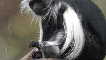 singe colobus colobus angolensis mère avec bébé