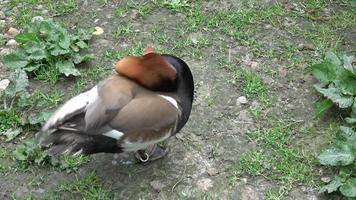 oiseau sauvage dans un habitat naturel. ana crecca video