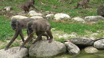 os macacos procuram comida mandrillus leucophaeus video