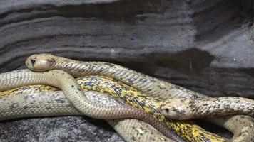 kaap cobra naja nivea heel gevaarlijk slang video