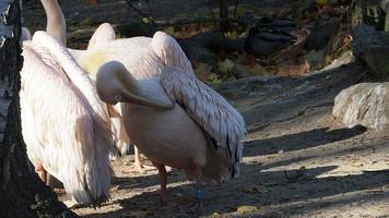 pelecanus onocrotalus también conocido como pelícano blanco oriental, pelícano rosado o pelícano blanco. video