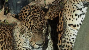 Due addormentato leopardi. panthera pardus video