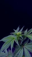 Cannabispflanzen, die in einem vertikalen Video einer Indoor-Farm wachsen.