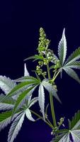 plantes de cannabis poussant dans une vidéo verticale de ferme intérieure. video
