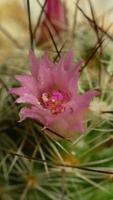 Cactus flower blooming vertical time lapse video. video