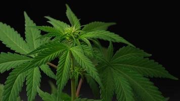 Cannabis plants growing in an indoor farm. video