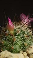 video de lapso de tiempo vertical de flor de cactus floreciente.