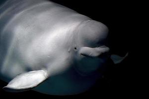 delfín beluga bajo el agua mirándote foto