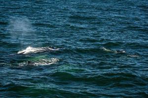 humpback whale in cape cod whale watching while blowing photo