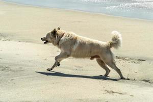 white wolf dog having fun at the beach photo