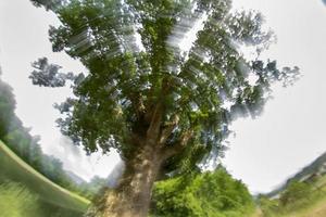 old centenary oak tree photo