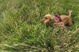 happy puppy dog cocker spaniel in the green grass photo
