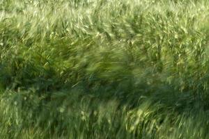 Green Wheat spikes field moved by wind photo