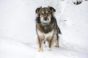 Dog in the snow in winter in dolomites mountains photo