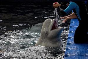 Beluga dolphin in aquarium playing with trainer photo