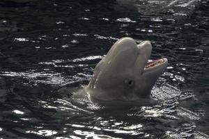 beluga en el retrato de primer plano de la noche a la luz de la luna foto